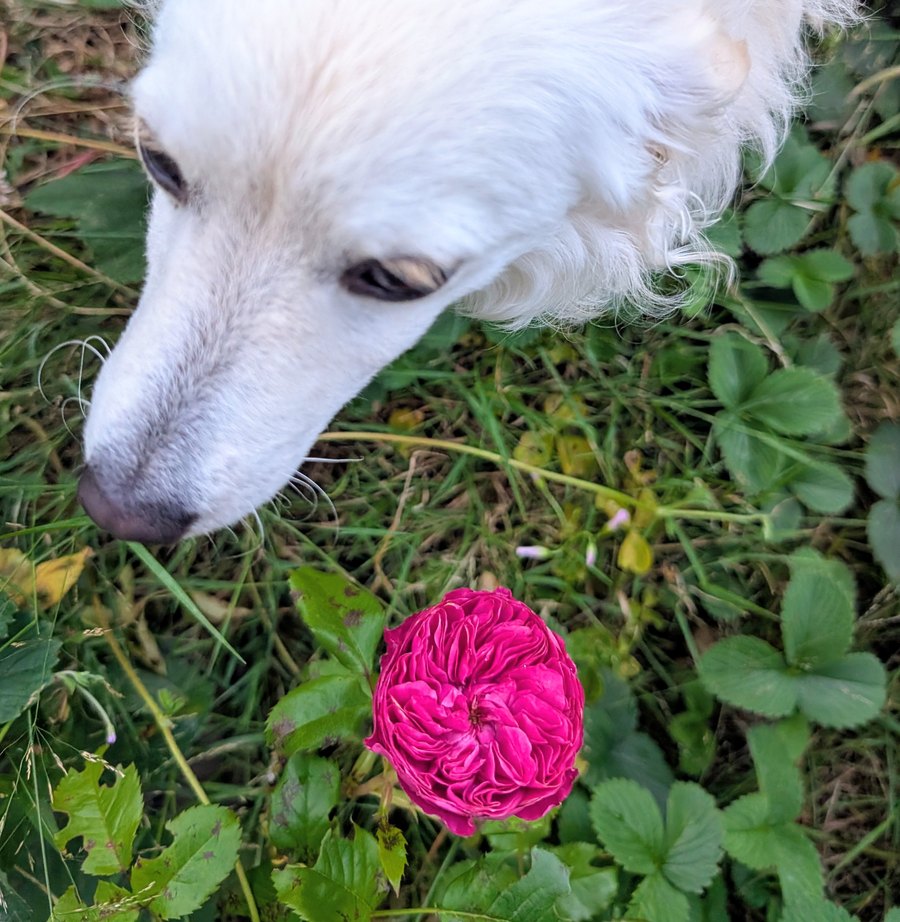 12 stem Capability — a deep fuchsia Capability rose in the garden with a white dog