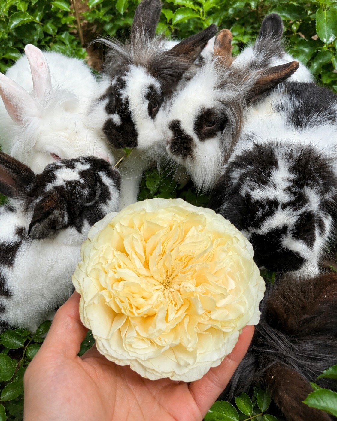 12 stem Patience — a cream English rose held among five rescue bunnies in the garden