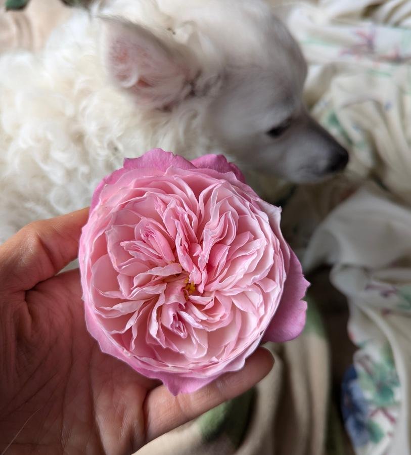 12 stems Constance roses
