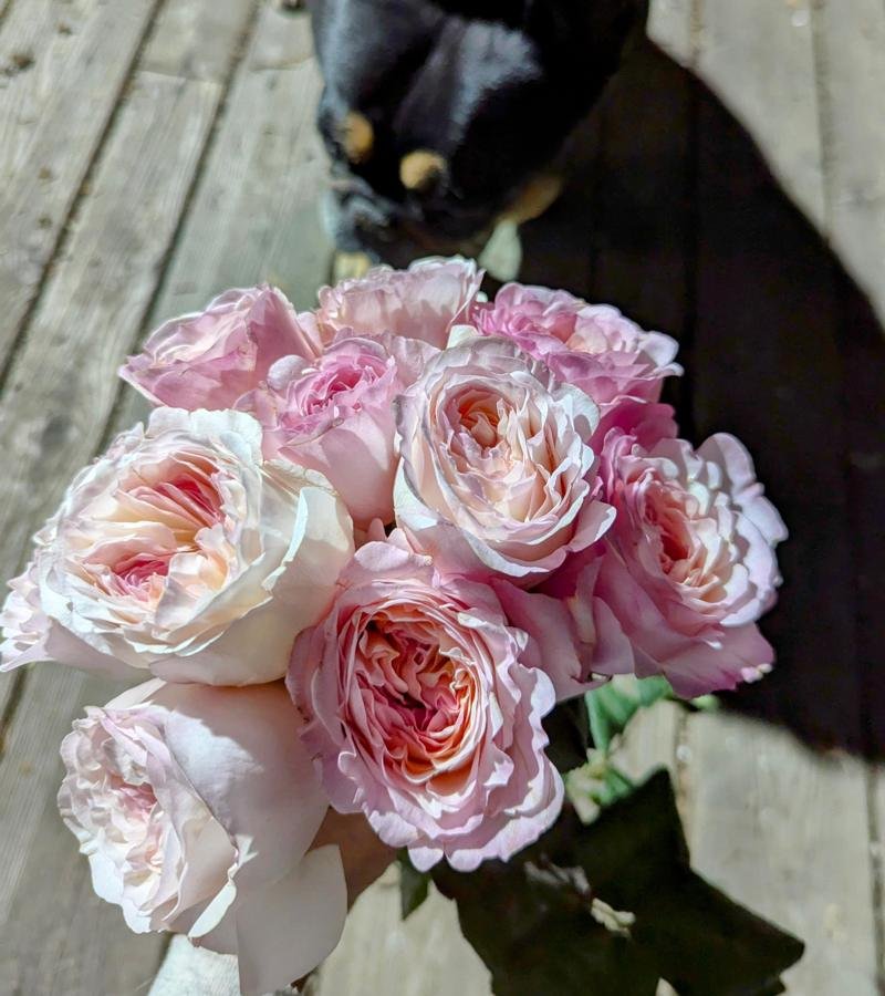 12 stems Keira roses