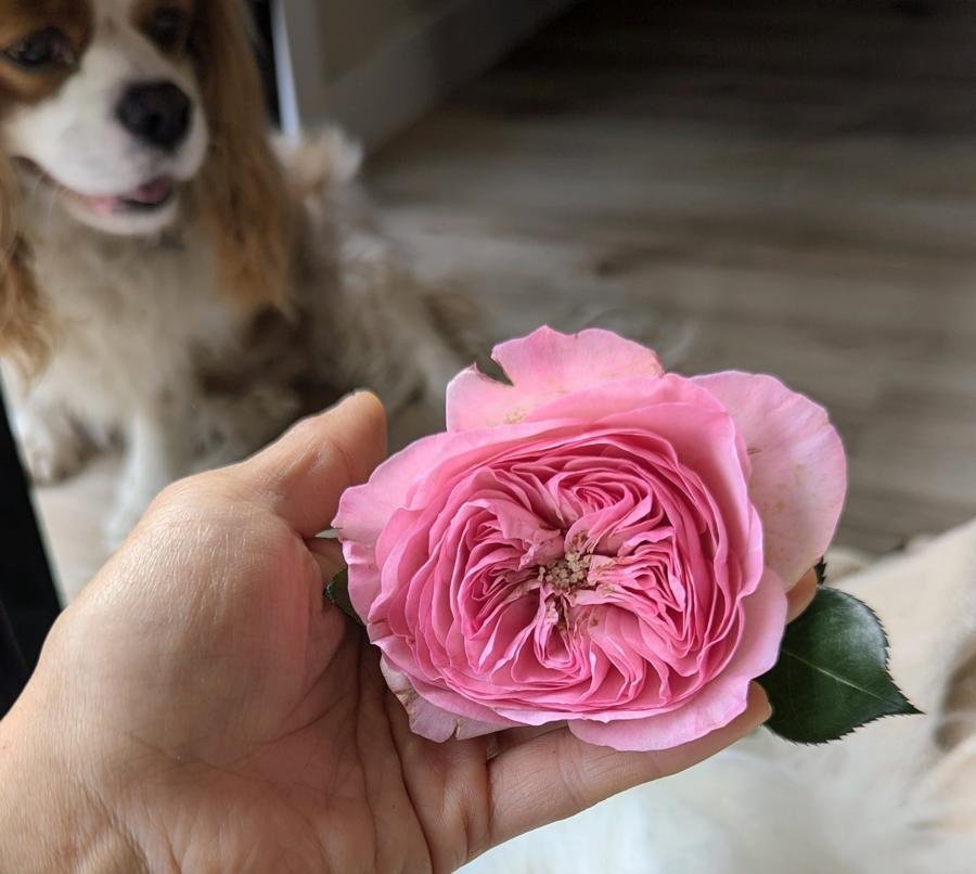 12 stems Mariatheresia roses