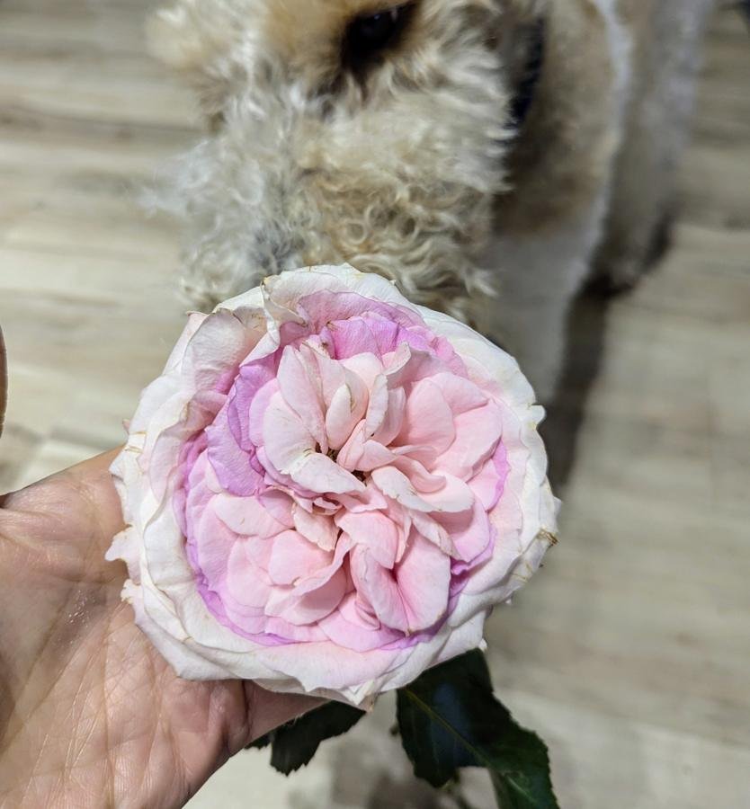 12 stems Mayra Bridal roses
