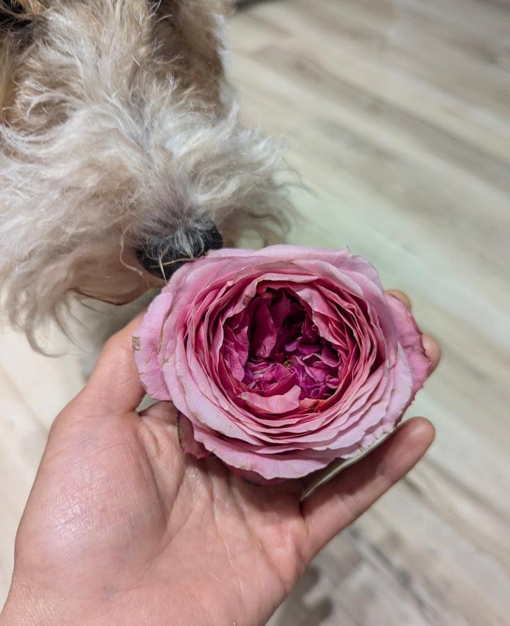 12 stems Peonikiss roses