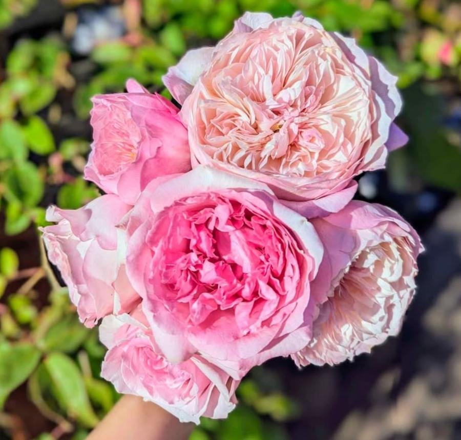 48 mixed David Austin pink roses bundle