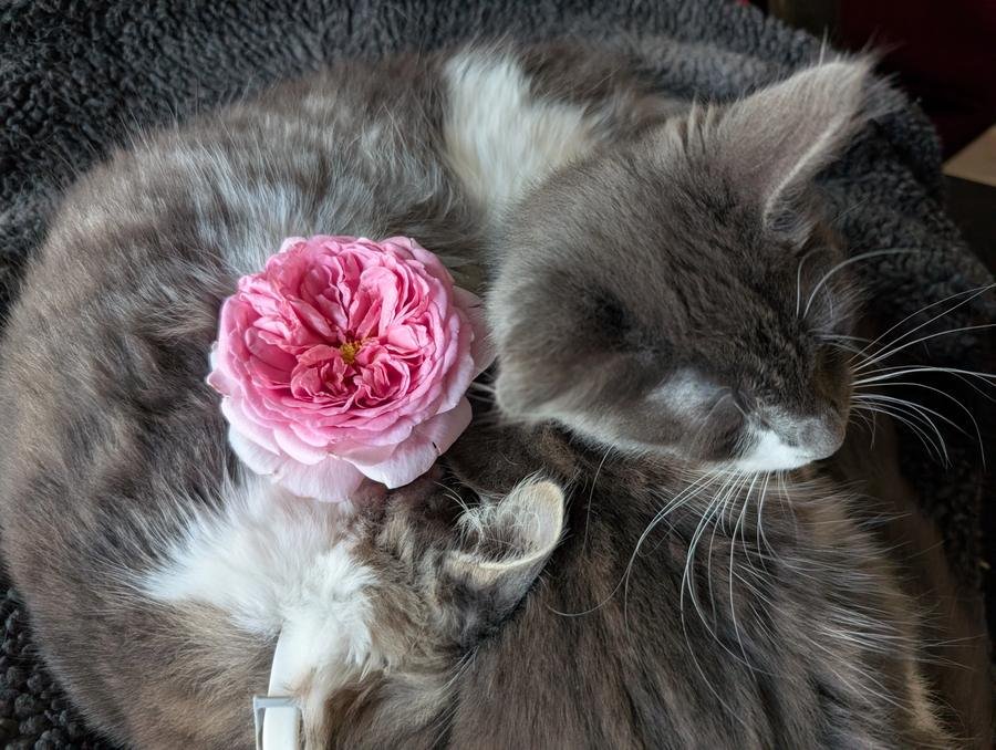 A Pompadour lookalike rose resting on Hime the sleeping grey cat