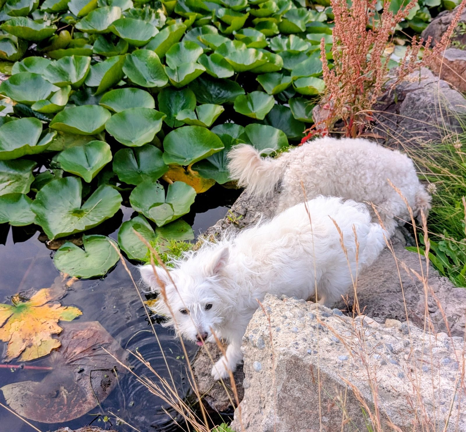 Aquatic plants — white dog beside a lily pond