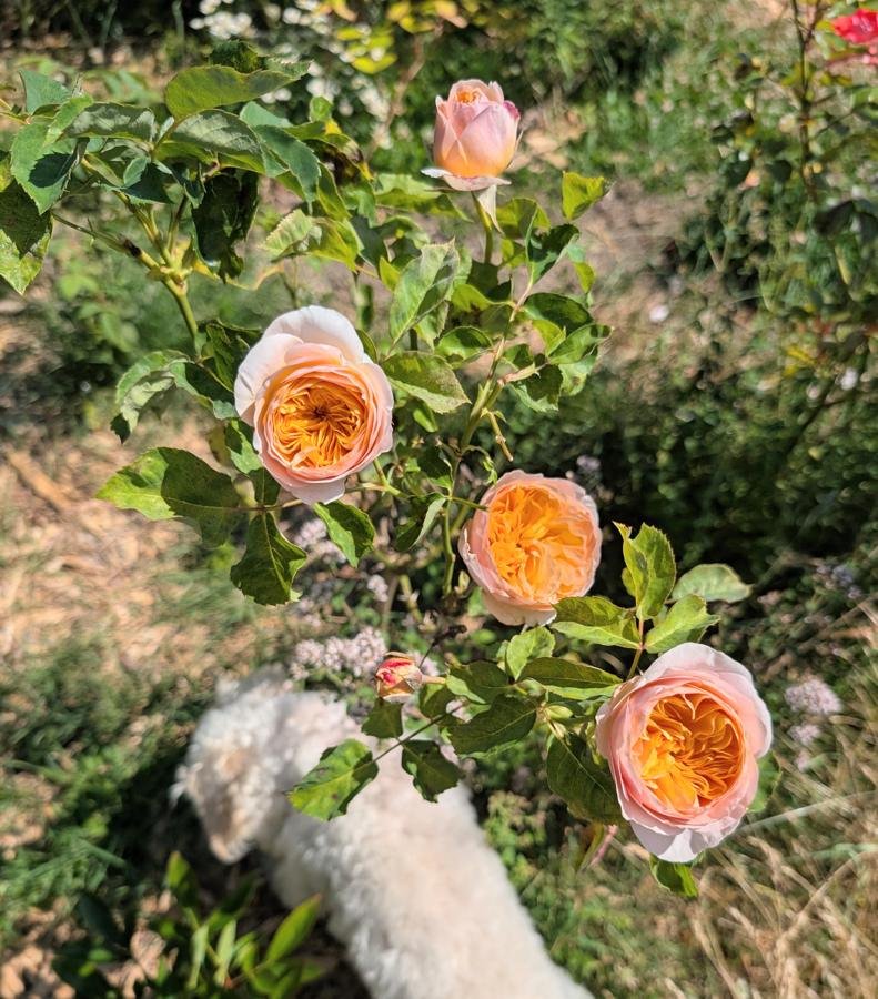 Ausjameson apricot roses in the garden with Valo the dog