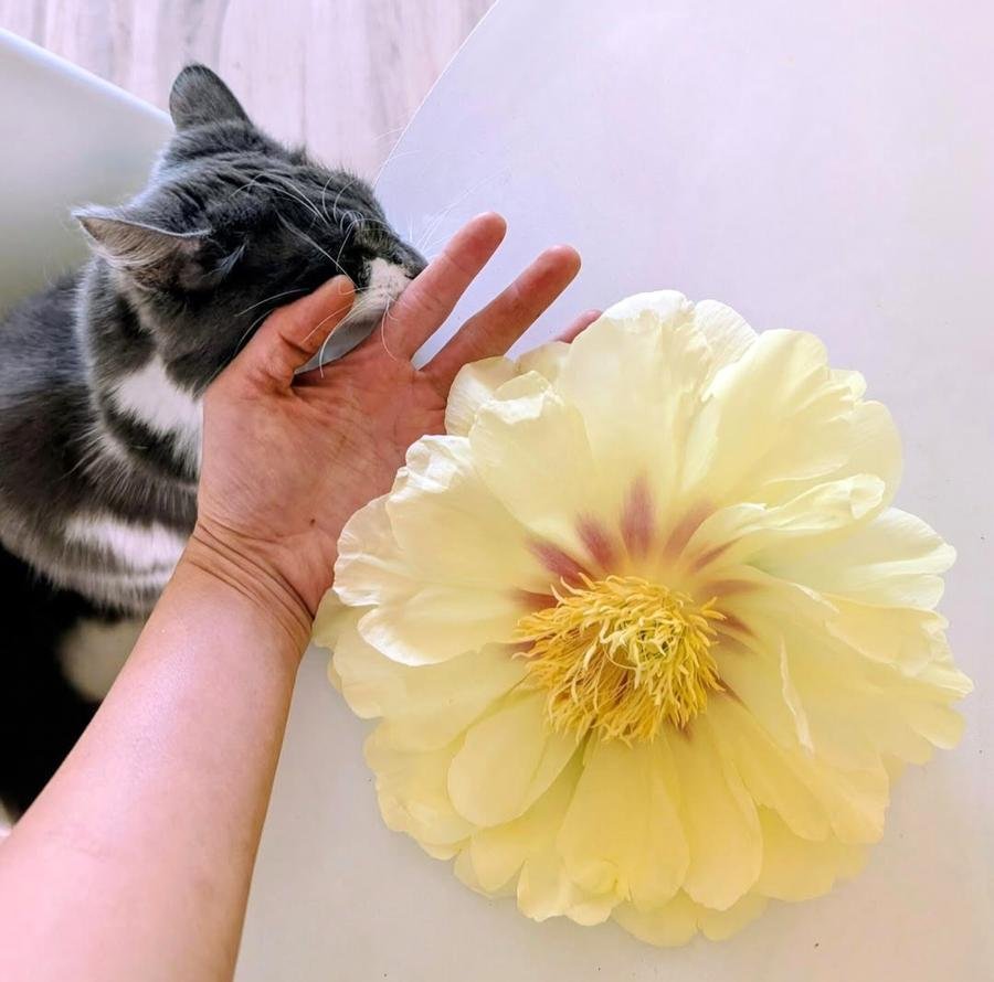 Bartzella intersectional peony and grey tabby cat Hime