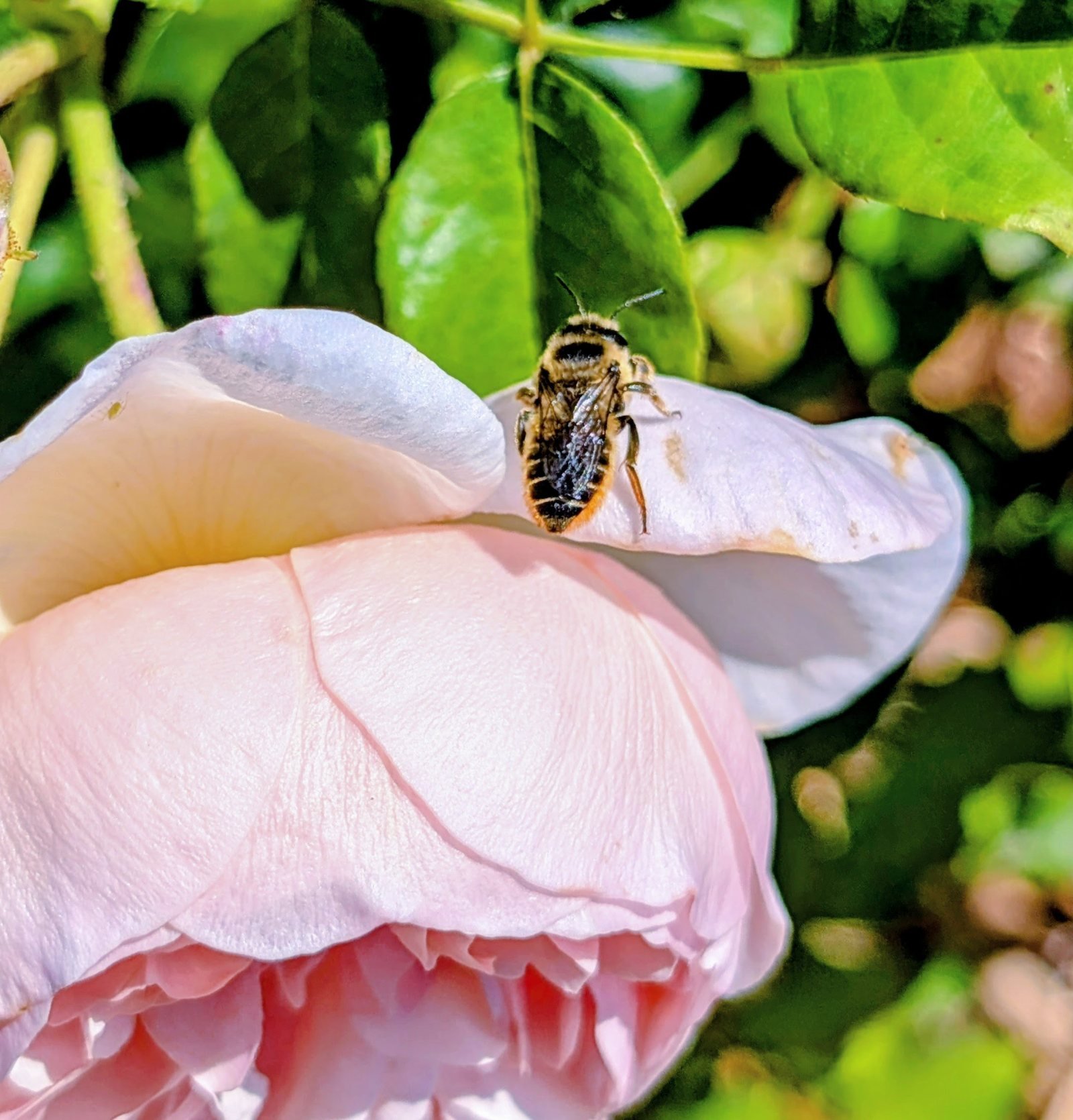 Bees — garden companion