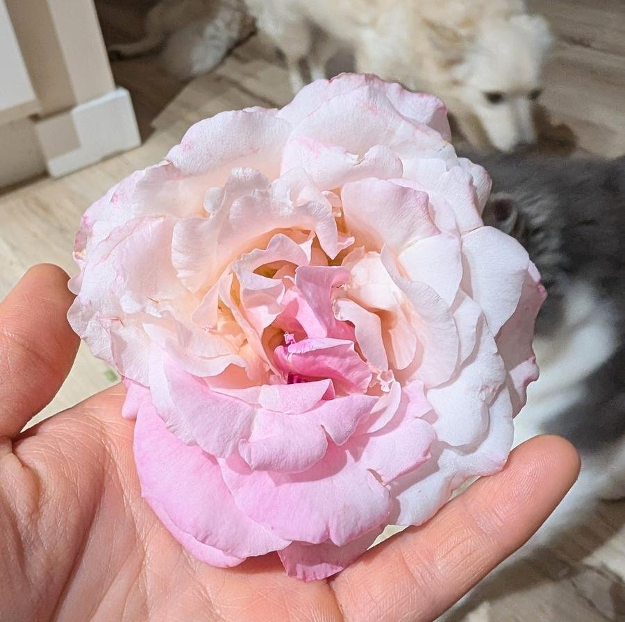 Belinda's Blush rose held in hand with Kaori and Hime in background