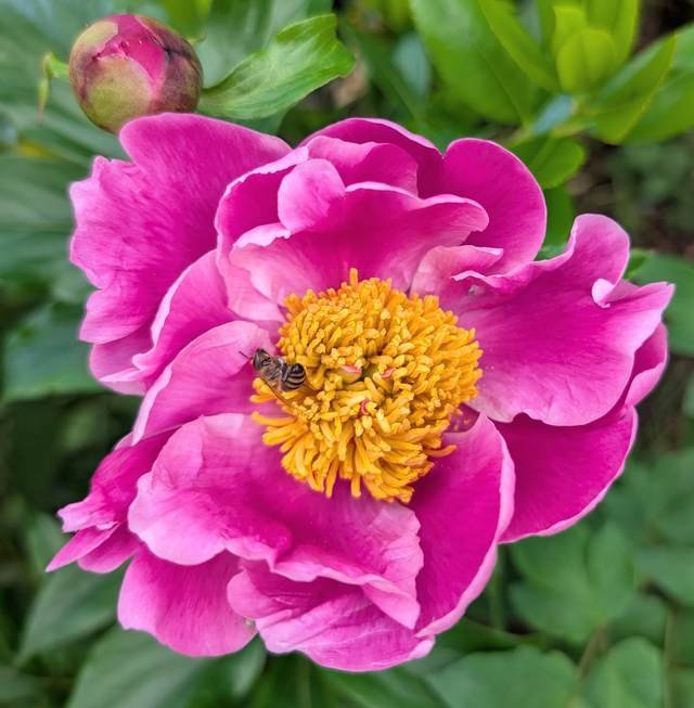 Beneficial Insects