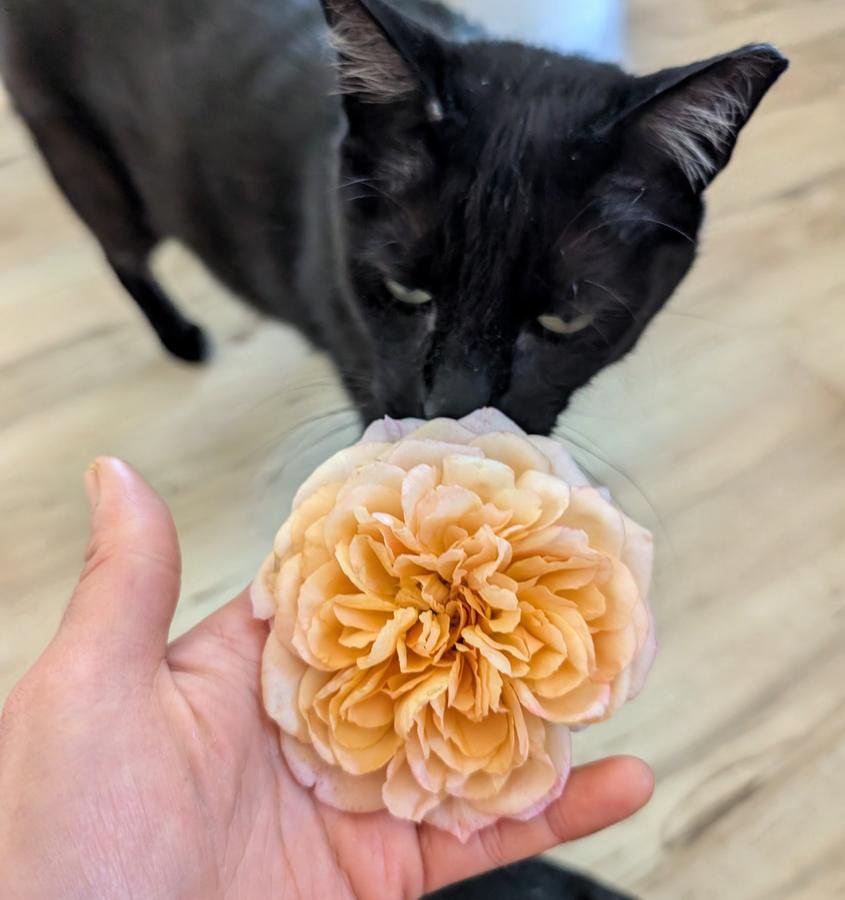 Bring Me Sunshine apricot-yellow rose held in hand with Dunkel the black cat