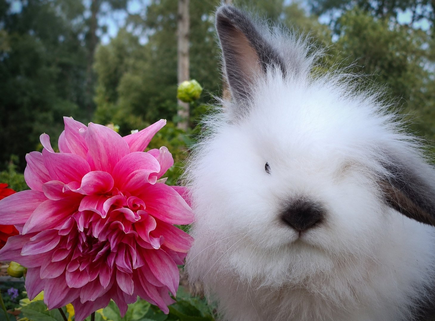 Bunny with dahlia