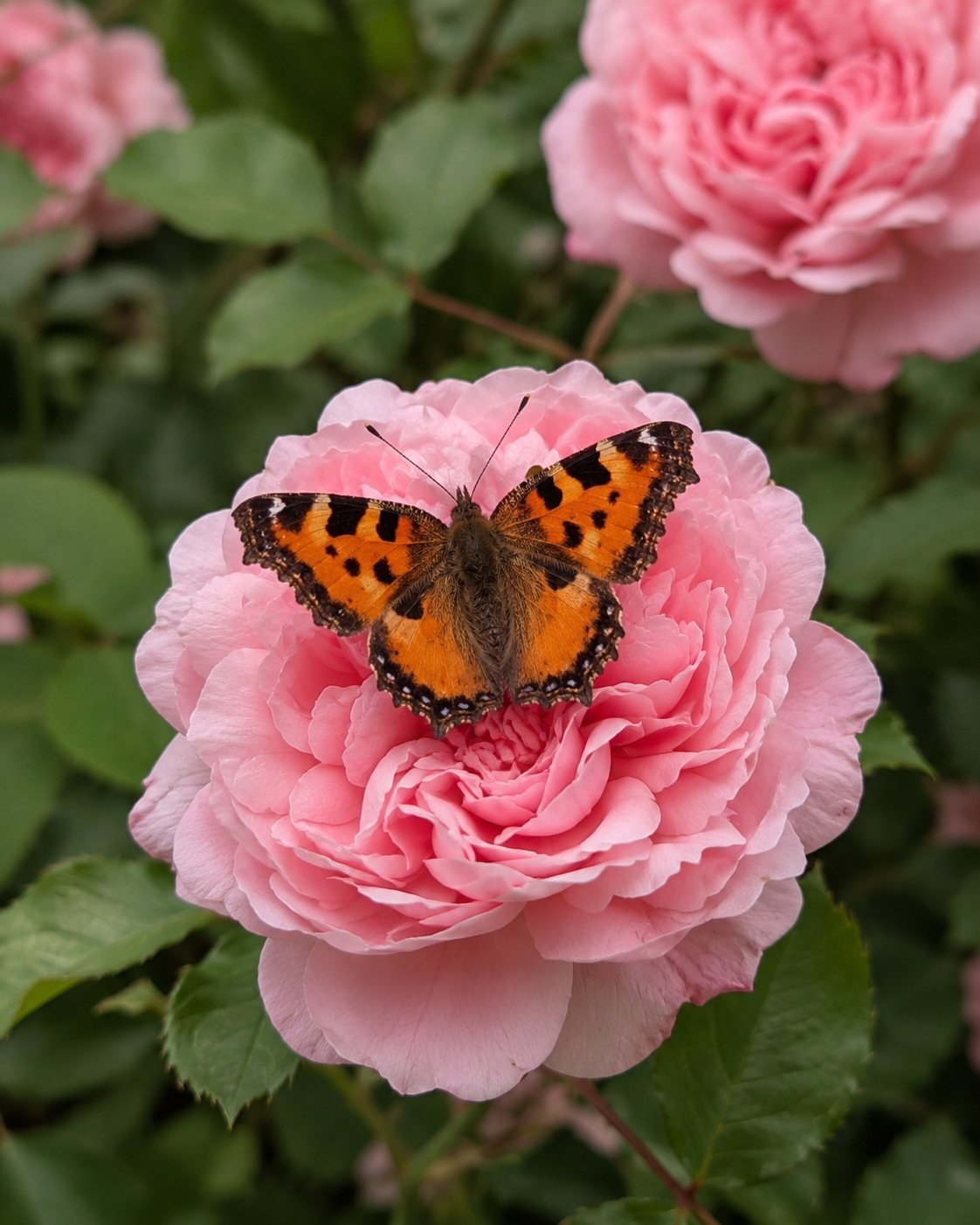 Butterflies — garden companion