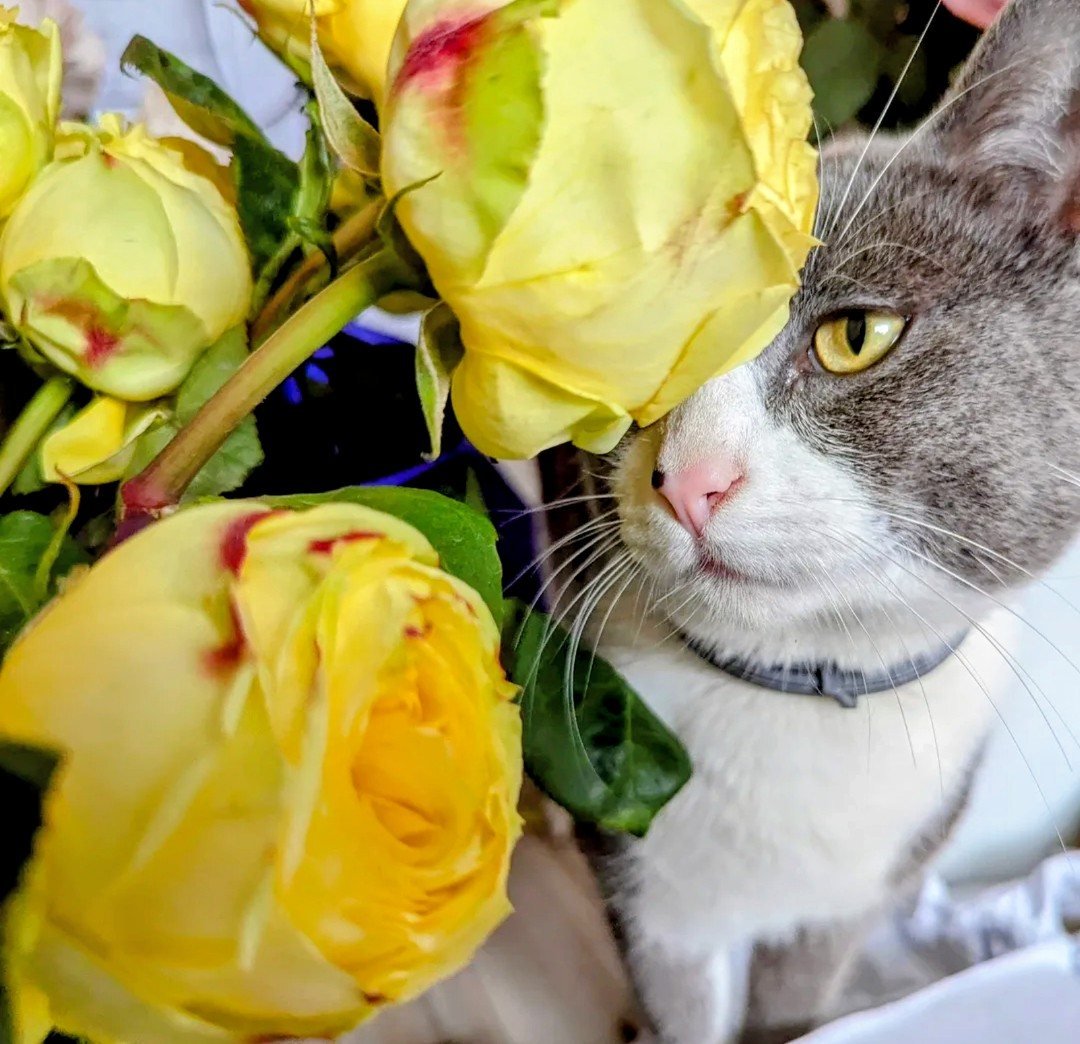 Catalina yellow roses with Nobu the grey and white cat