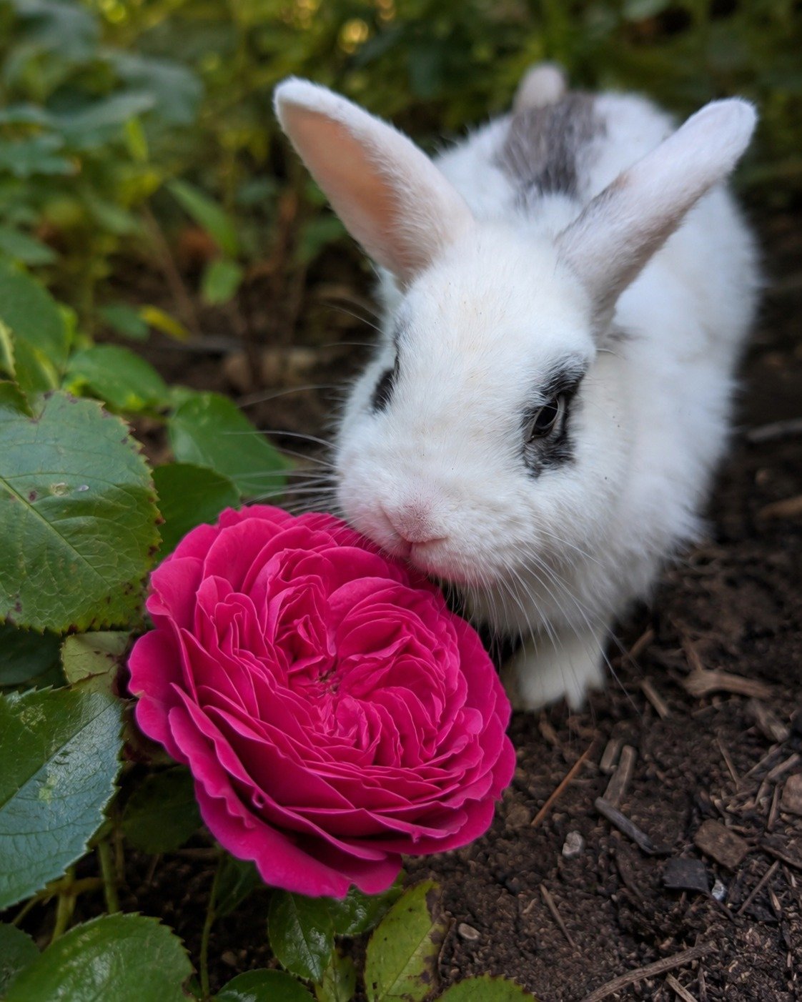 Cherry Velvet deep magenta rose with Kosho the rescue bunny in the garden