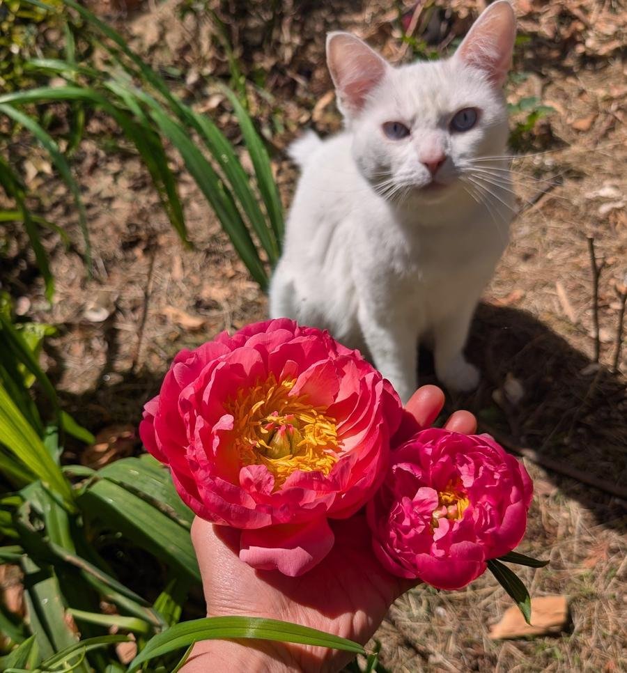 Coral Charm peony with white blue-eyed cat Eyra