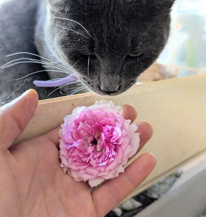 Doniazade rose held in hand with Mimi the cat