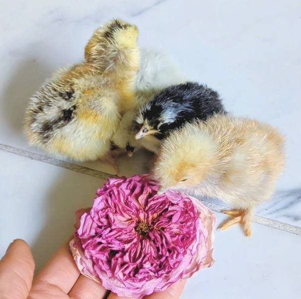 Dried flowers