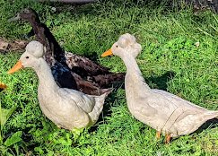 Poultry — ducks foraging in green grass