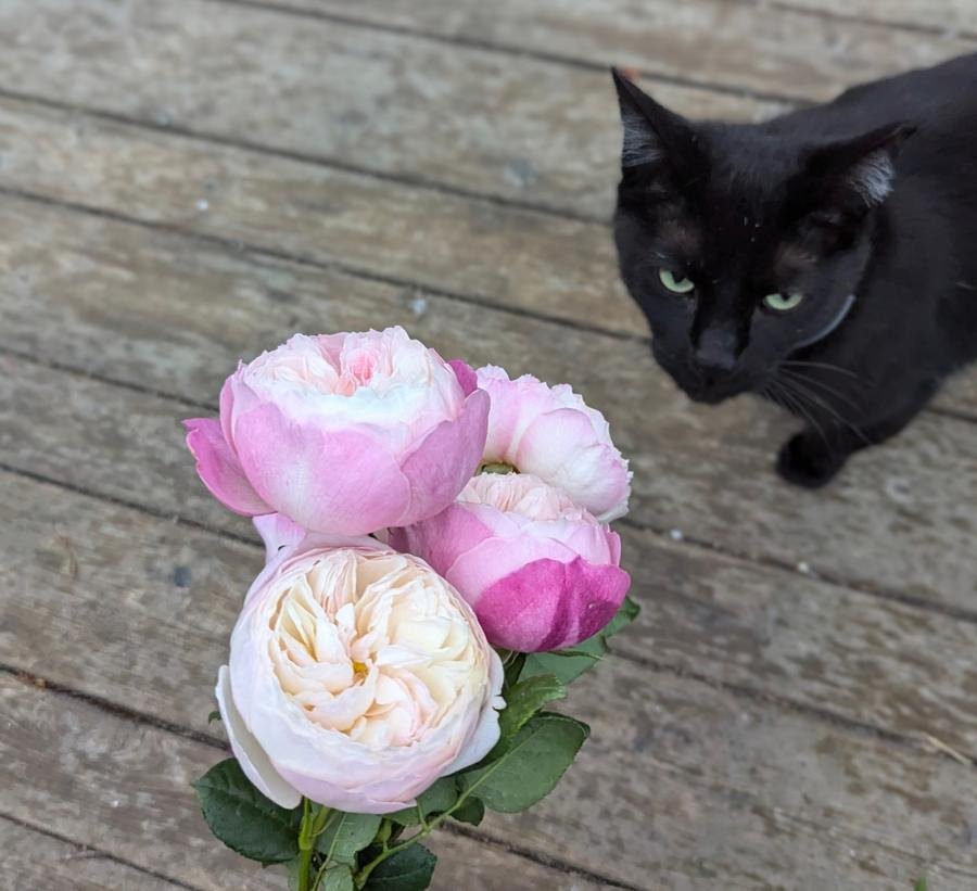 Dunkel the black cat next to Constance-lookalike roses