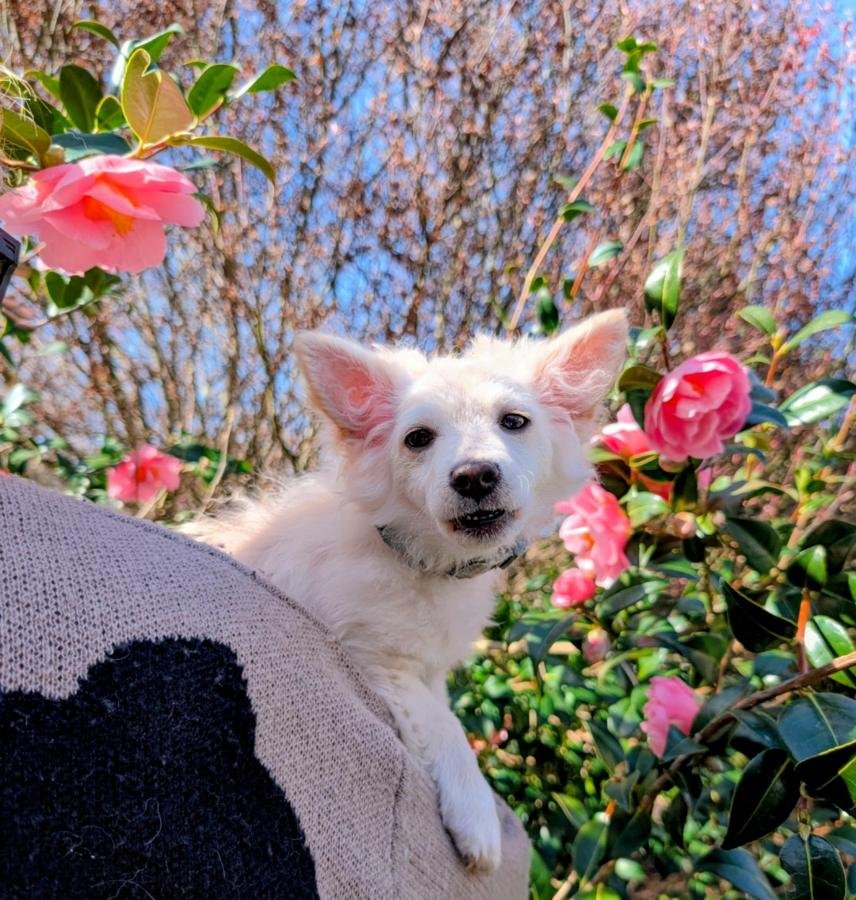Evergreen plants — white dog beside a blooming camellia