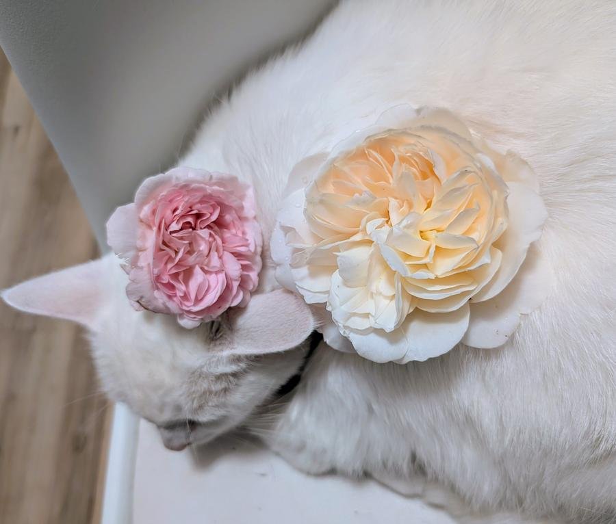 Eyra the white cat adorned by Pink O'Hara and Eugenie-lookalike roses