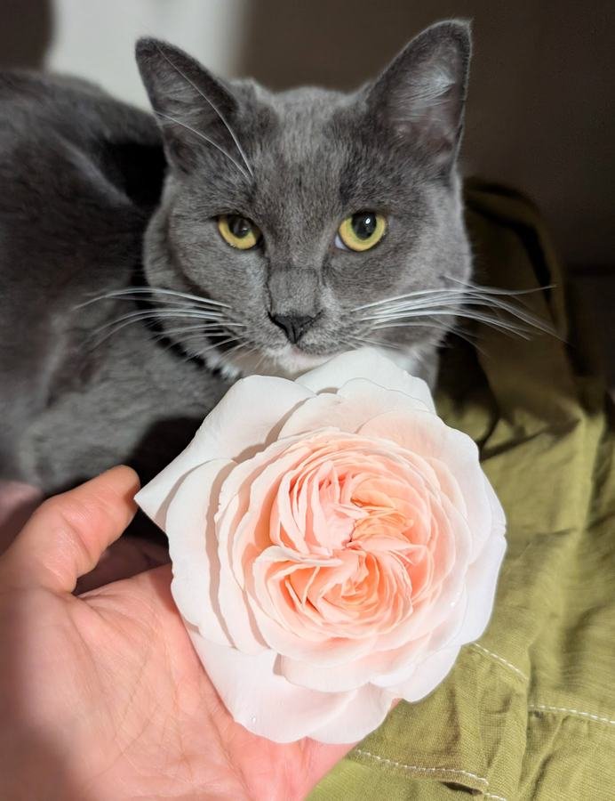 Francis Meilland rose held in hand with Mimi the silver tabby cat