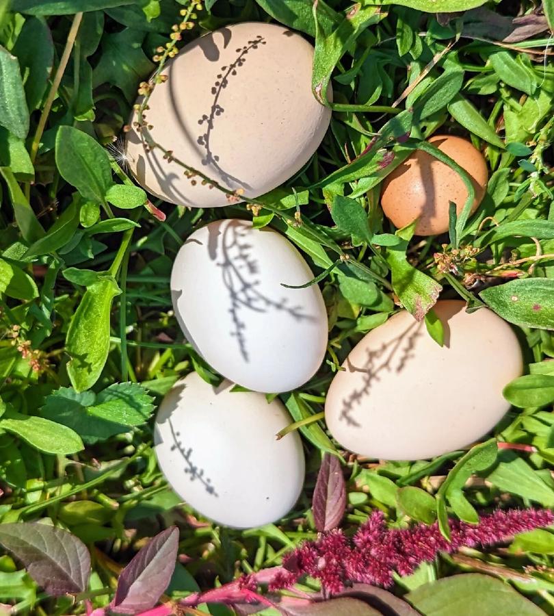 Fresh eggs from backyard chickens nestled in green garden growth