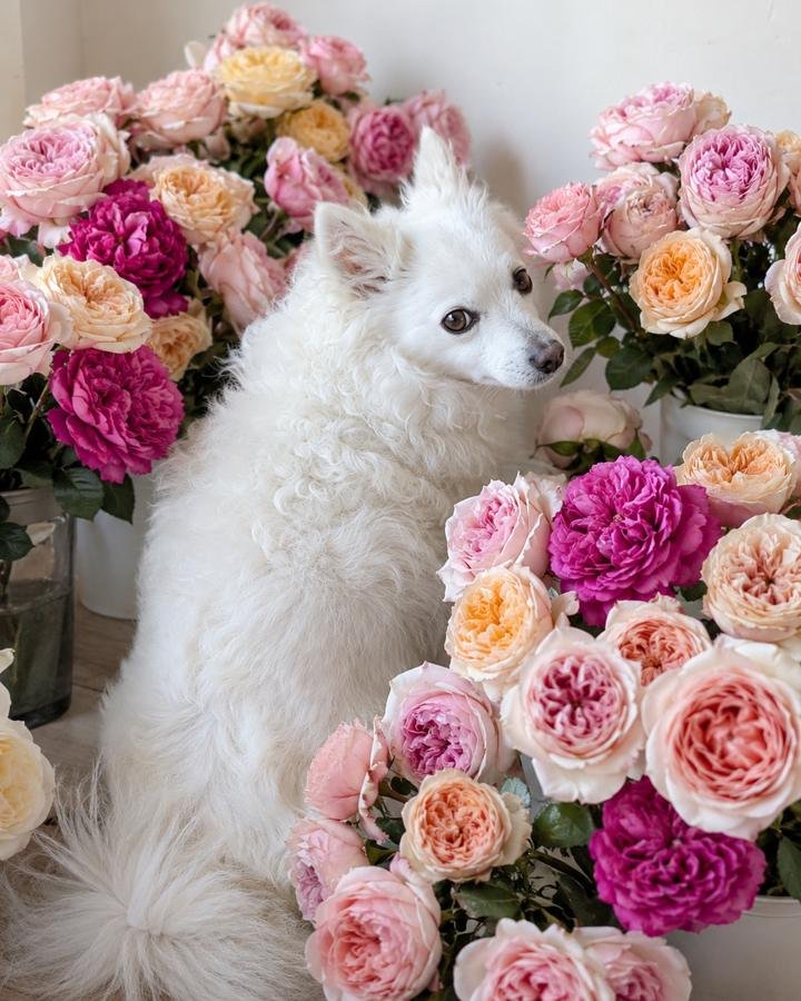 Fresh Flowers by Alexandra Farms — white spitz dog surrounded by buckets of pink, cream, and magenta garden roses