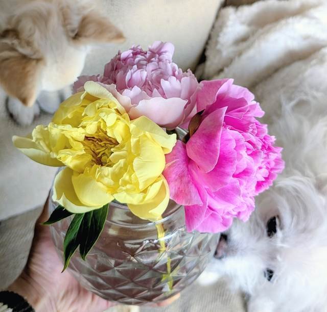 Fresh Flowers