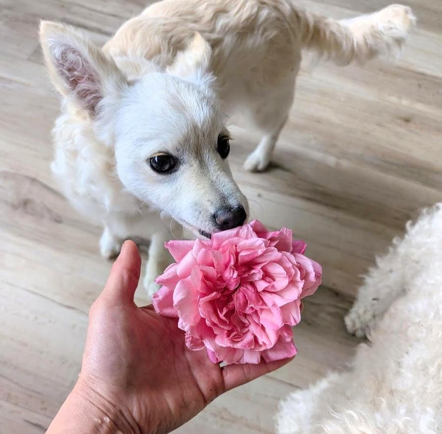 General Schablikine rose with grey cat Kaori