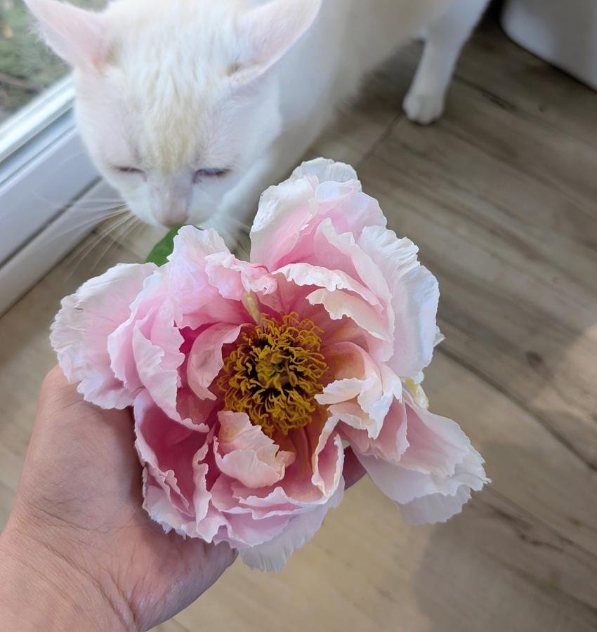 Hanakisoi tree peony bloom held in hand with Eyra the cat