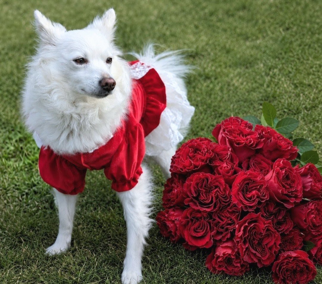 Hearts red roses with Yuki the white dog in a red dress