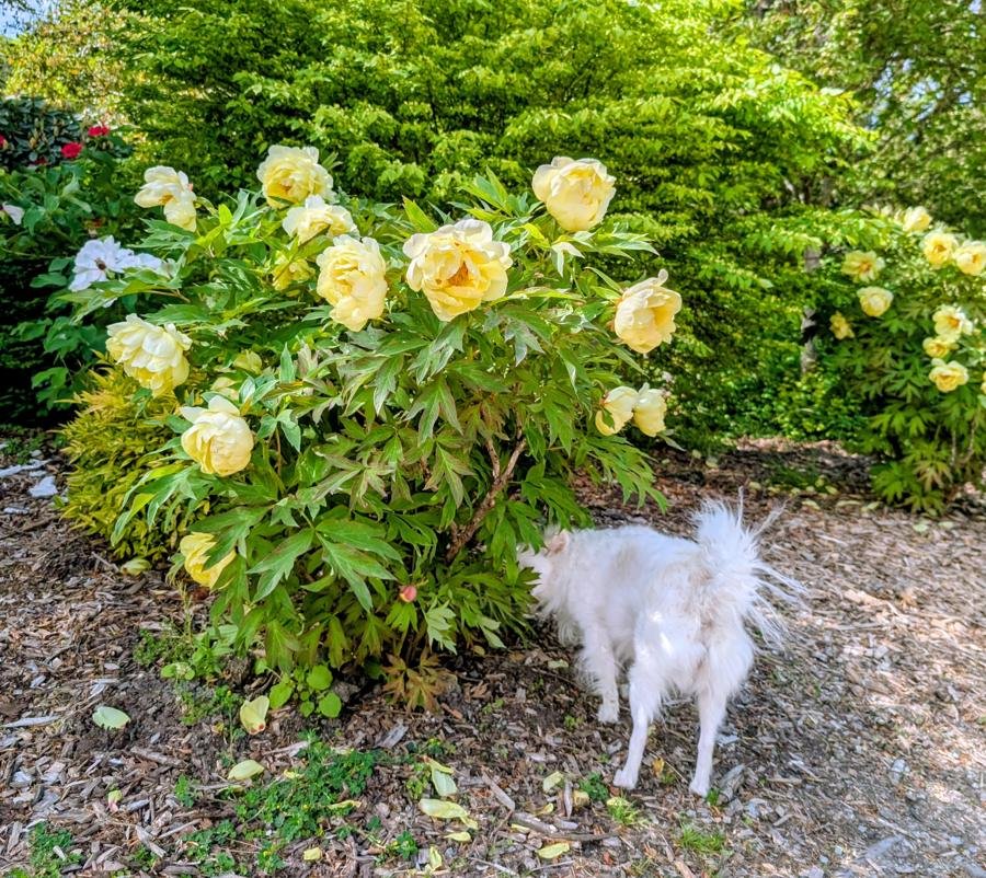 High Noon yellow tree peony in bloom with Yuki the dog