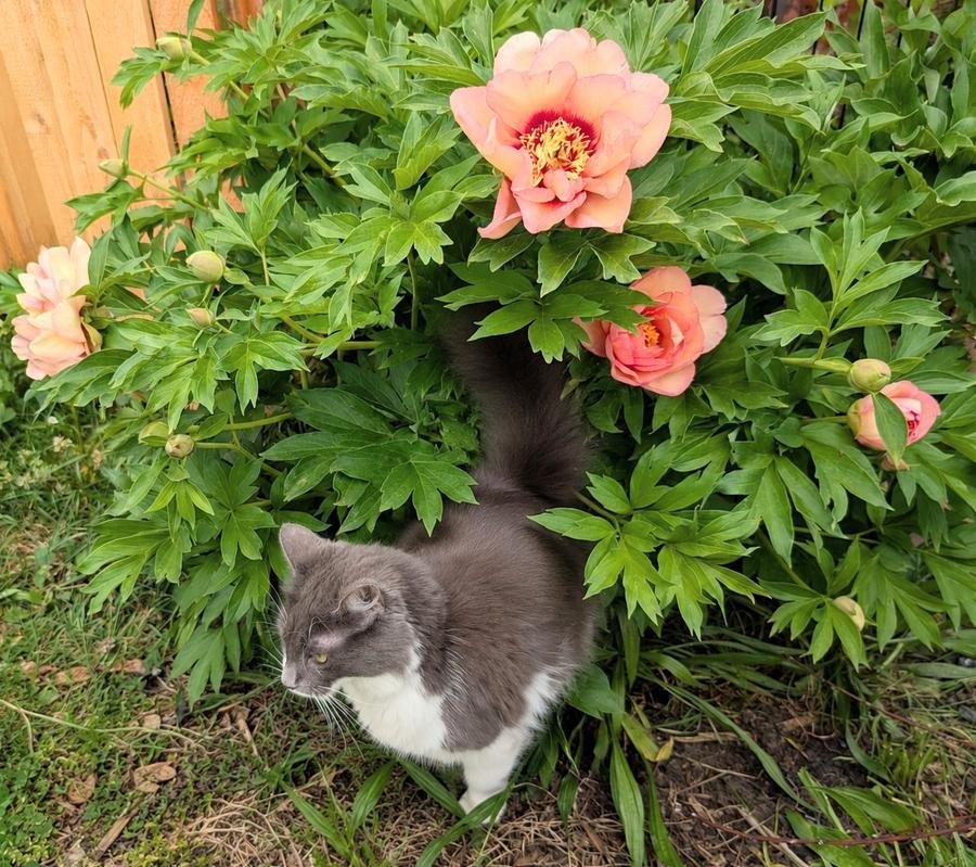 Hime the grey cat strutting through a coral peony bush — very good at destroying plant labels