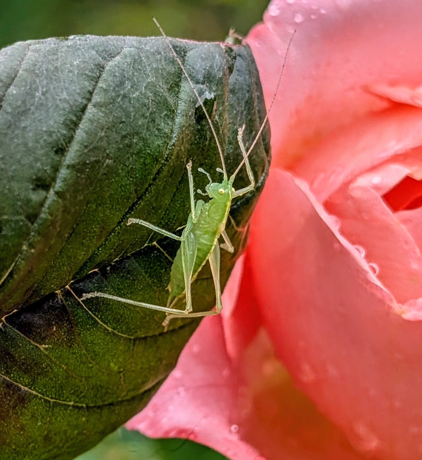 Insects — a green grasshopper resting on a pink rose