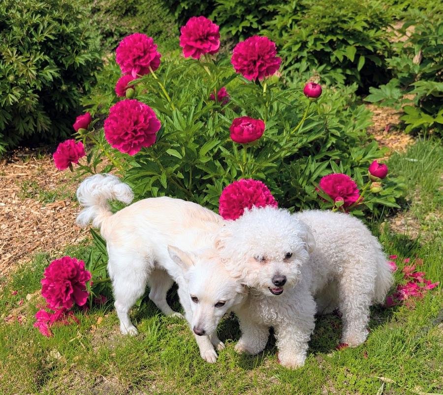 Kaori and Valo playing near a fuchsia peony bush in the garden