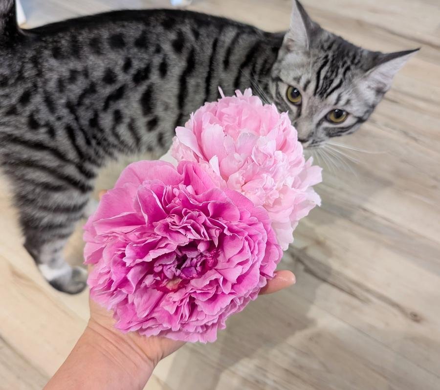 Lina the silver tabby cat with two pink herbaceous peonies