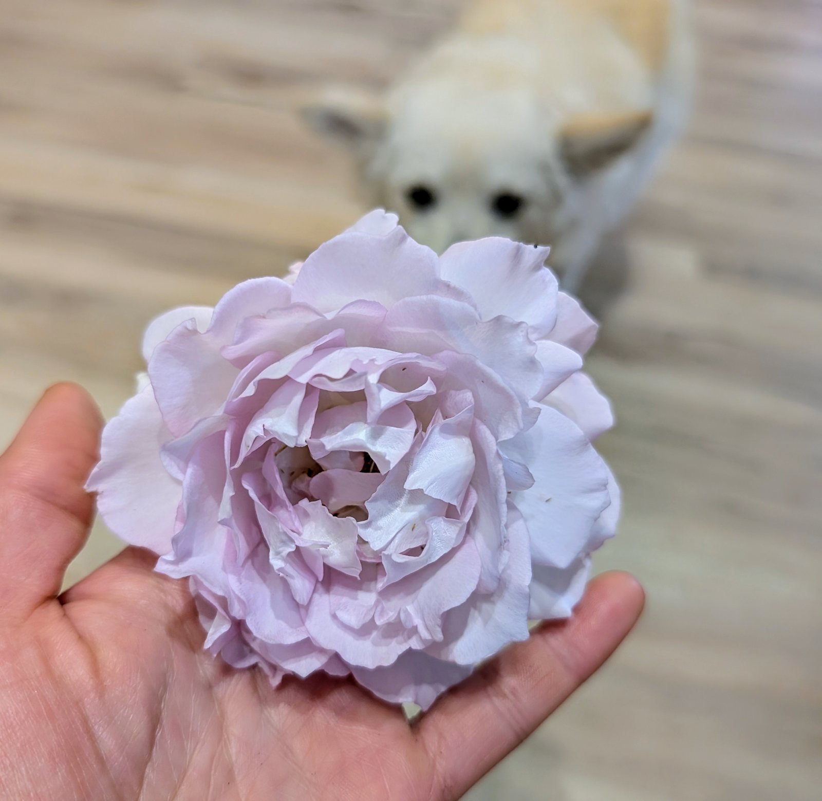 Lu Ningxiang rose held in hand with Kaori the cat