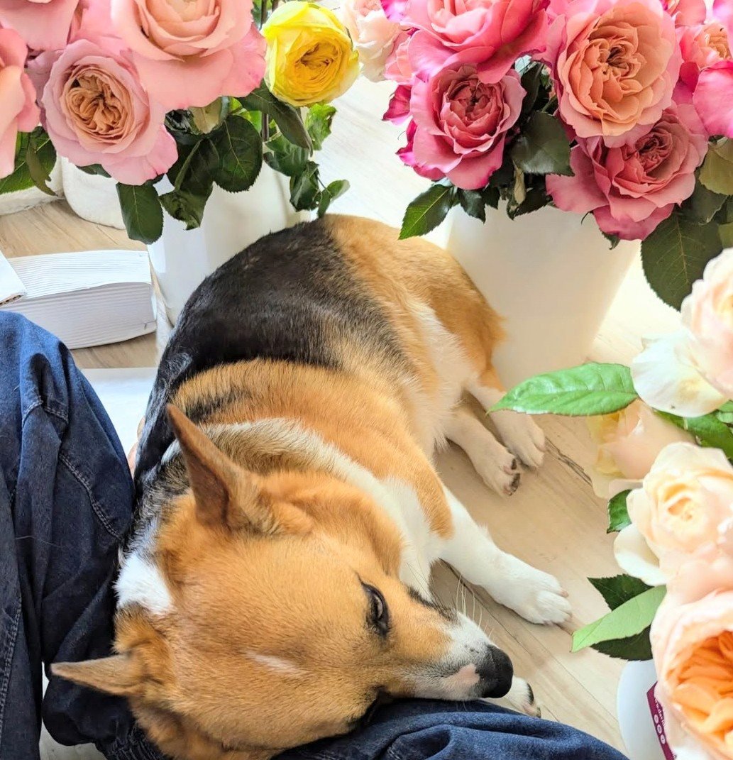 Memorial Day rose with Valo the white dog
