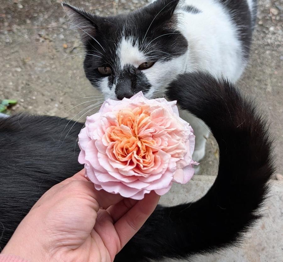 Miyabi Brown and Polka — tuxedo cat with Wabara rose