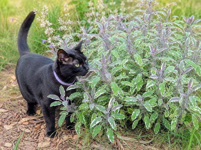 Multi-purpose plants