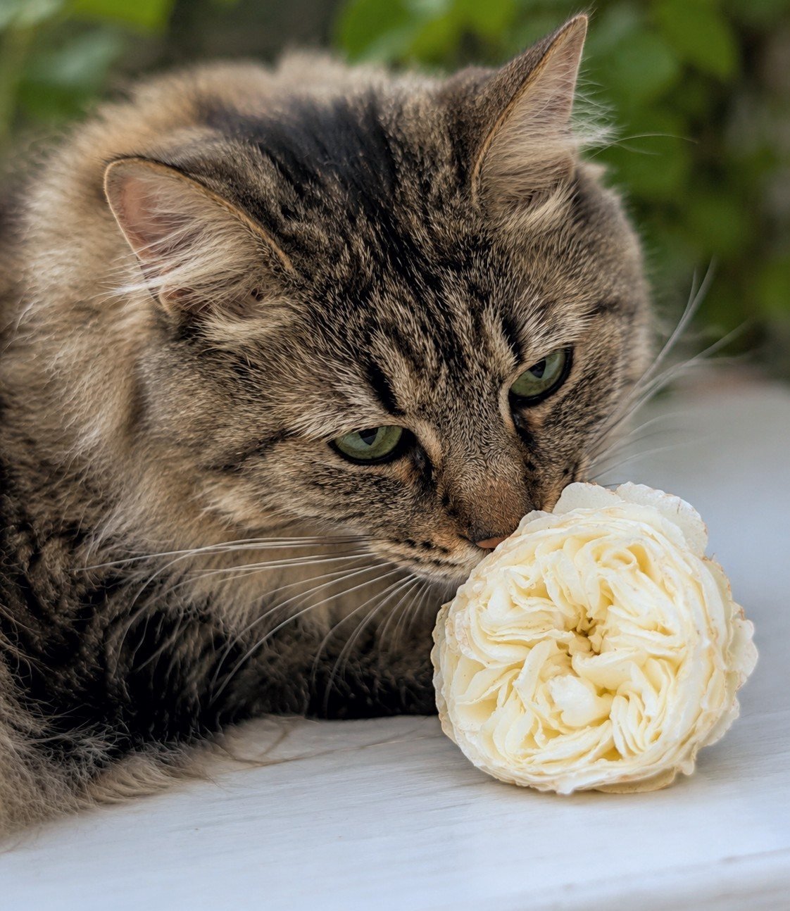 Patience (Auspastor) cream English rose with Ivy the tabby cat