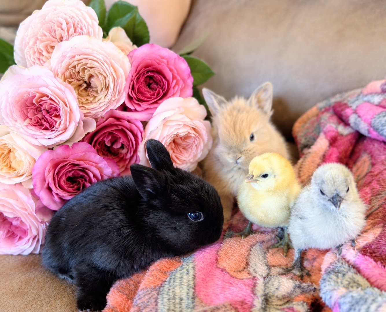 Baby black and tan bunnies and yellow chicks on a soft blanket beside pink and blush garden roses
