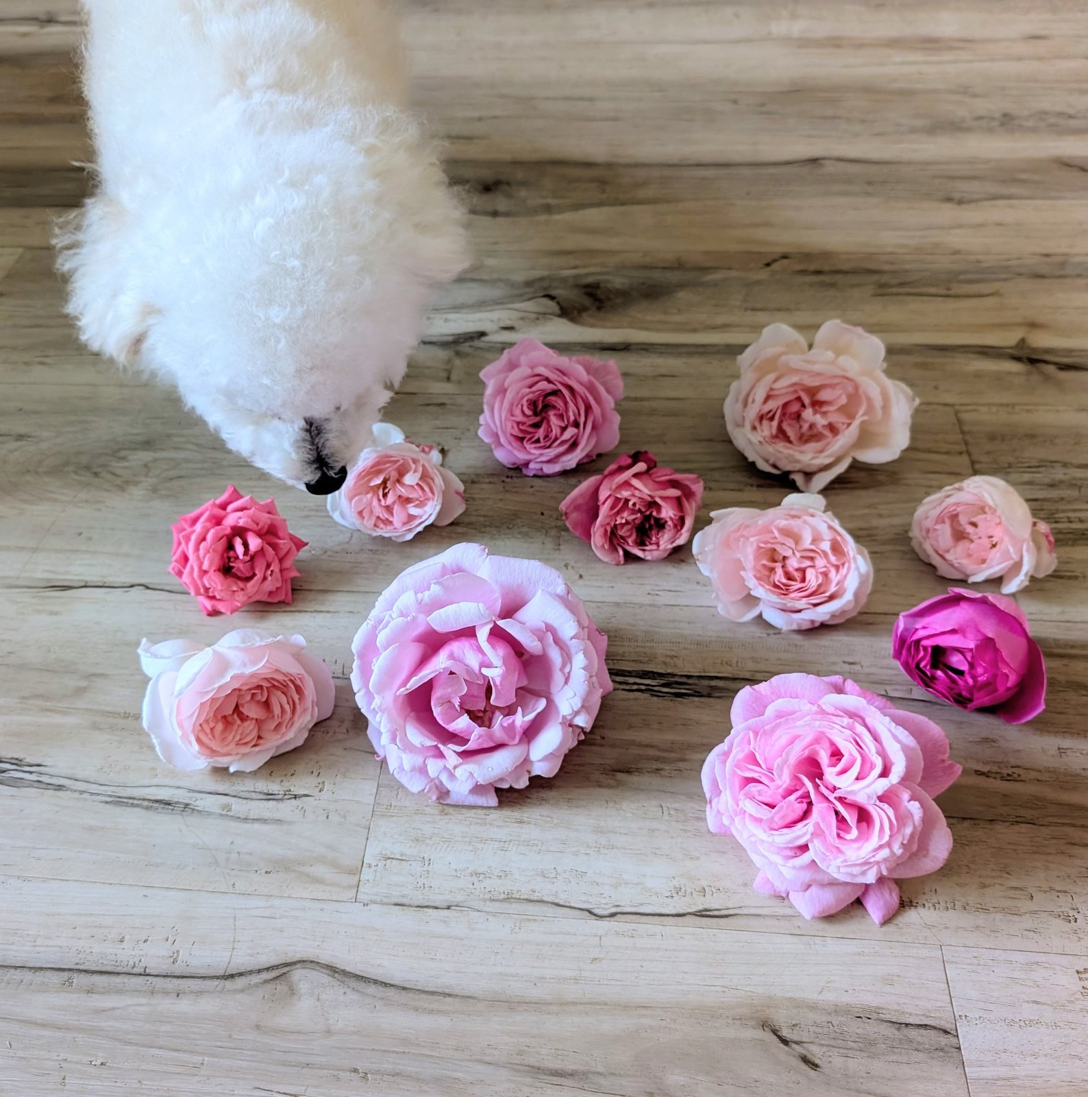 A white dog with an array of pink and blush garden roses