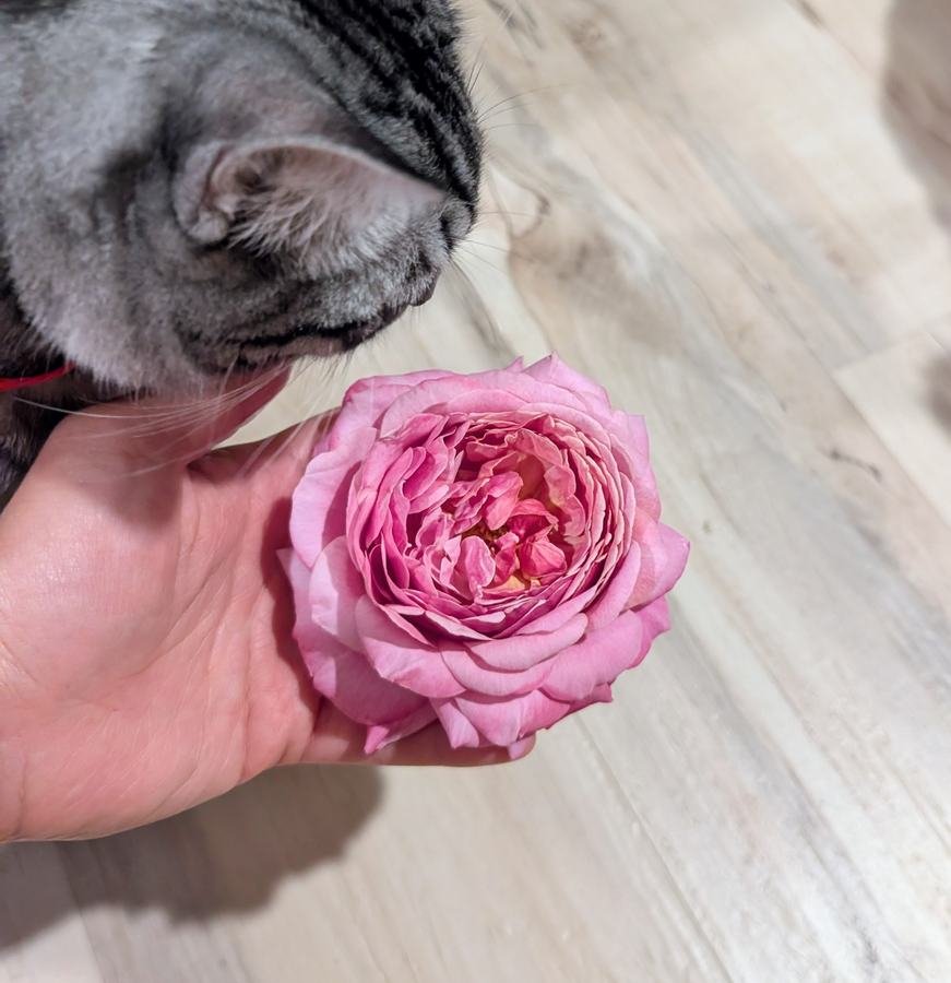 Queen of Elegance pink rose held in hand with Lina the silver tabby cat