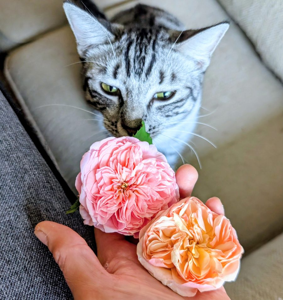 Romeo and Jul (Ausjameson) roses held in hand with Lina the silver tabby cat