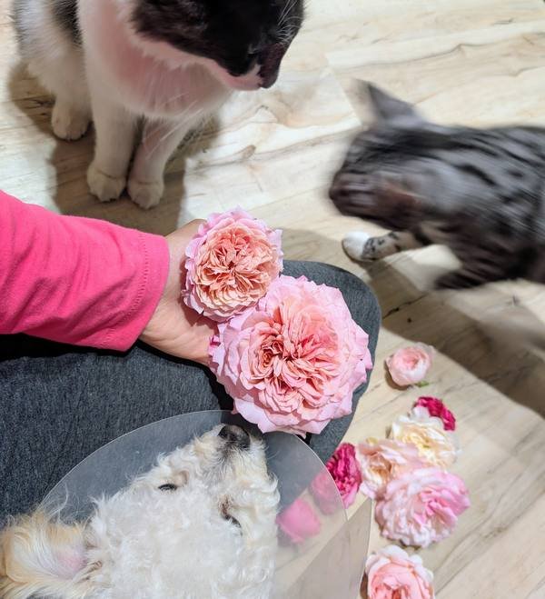 Roses