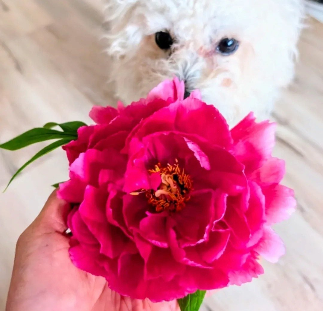 Sabrina blush roses with Dunkel the black cat